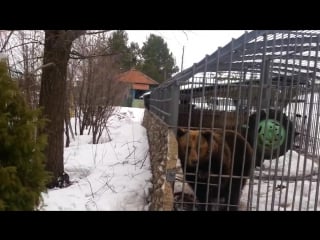 Медведь и алкаши (не лезь дебил она тебя сожрет)