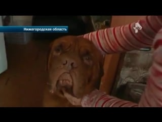 Живодер изрезал собаку ножом