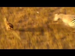 Молодые мир африки 3 мин