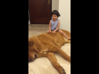 Gentle giant mastiff plays with baby