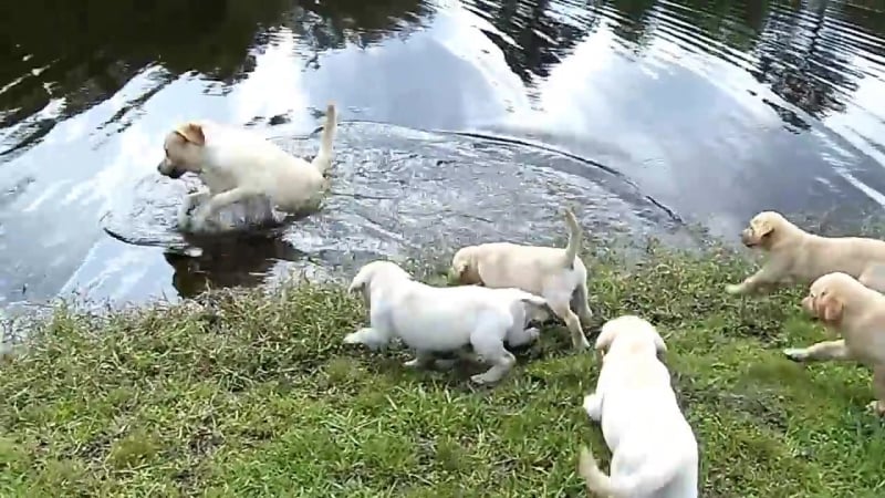 Отец лабрадор учит щенков плавать (vhs video)
