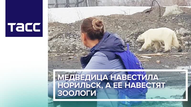 Медведица навестила норильск, а ее навестят зоологи