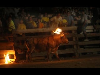 Maltraitance animale lorsque l’humain met le feu aux cornes d’un taureau juste pour le fun