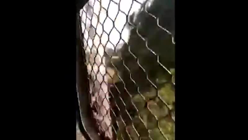 Отбор porn video – Беспощадный естественный отбор