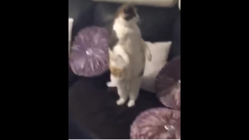 Everybody gangsta till pisi start walkin