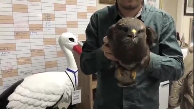 Ястреб гироскоп