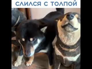 Слился с толпой