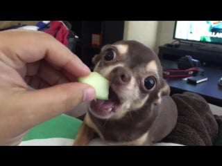 So disrespectful! 🐺🍏