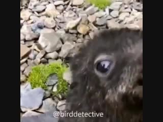 Adorable newborn antarctic fur seal