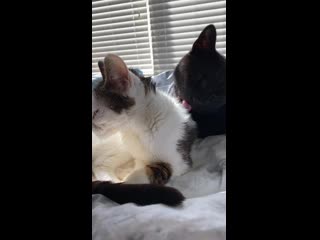 We got an elderly cat and we have a really sick cat with a birth defect our sick cat hates other porn and humans aside from