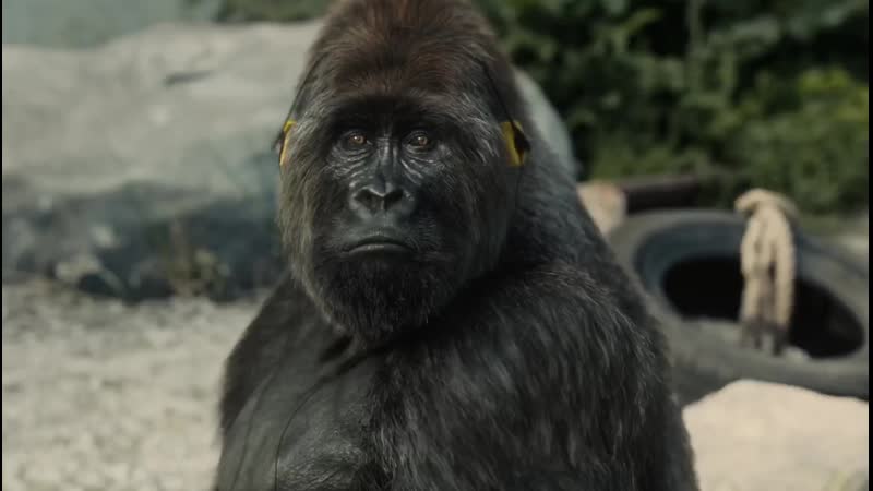 Peta i want to break free gorilla in a porn горилла в зоопарке