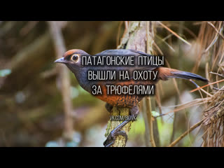 Black throated huet huet searching for truffles