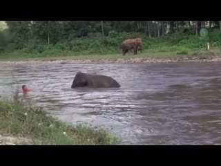 🔥 this baby elephant thought he was drowning and rushed to save him 🔥