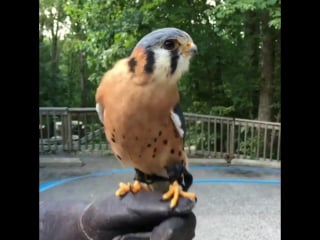 Head stabilization on the american kestrel