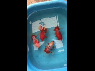 Oranda butterfly tail thailand goldfish tanakin