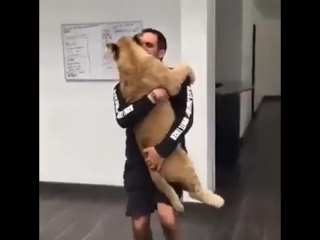 Львенок соскучился по своему другу