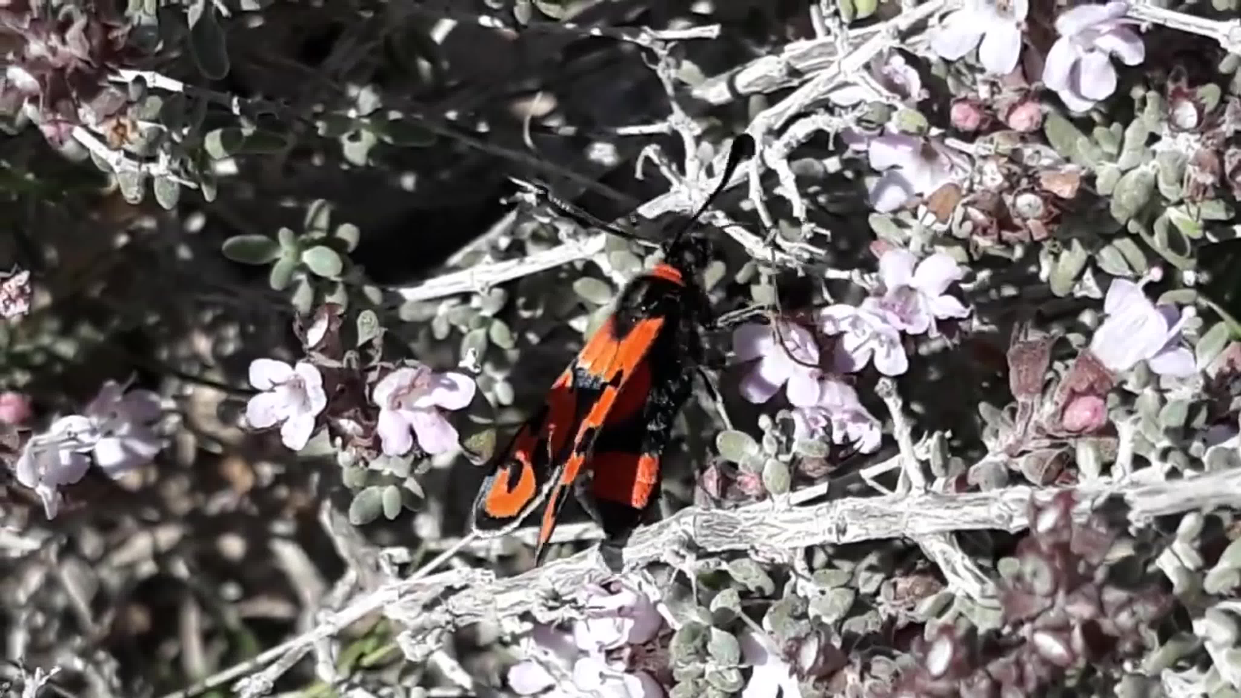 Пестрянка счастливая (zygaena fausta) ю европа, с африка