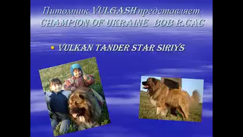 Питомник каазских овчарок "vulgash"