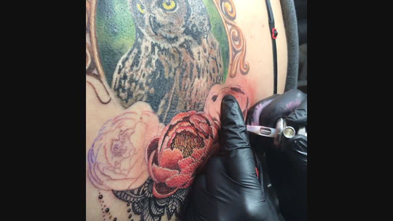 Сова и пионы