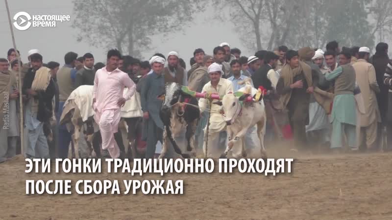 Гонки на быках в пакистане
