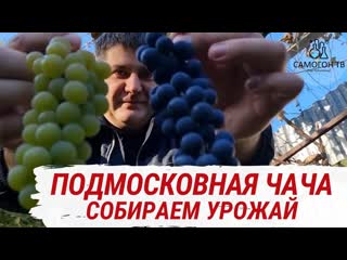 Подмосковная чача и вино! собрали виноград в подмосковье и поставили 150 л браги! (live) часть 1