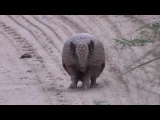 Tatu virando bola,