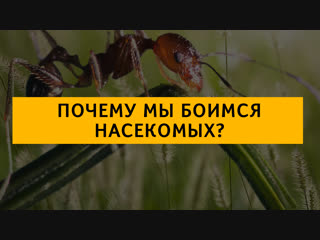 Почему мы боимся насекомых