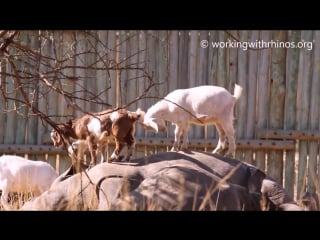 Rhinos and goats have a unique friendship