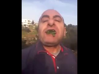 Чистокровный азербайджанский баран