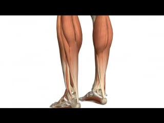 Muscles of the leg part 1 posterior compartment anatomy tutorial