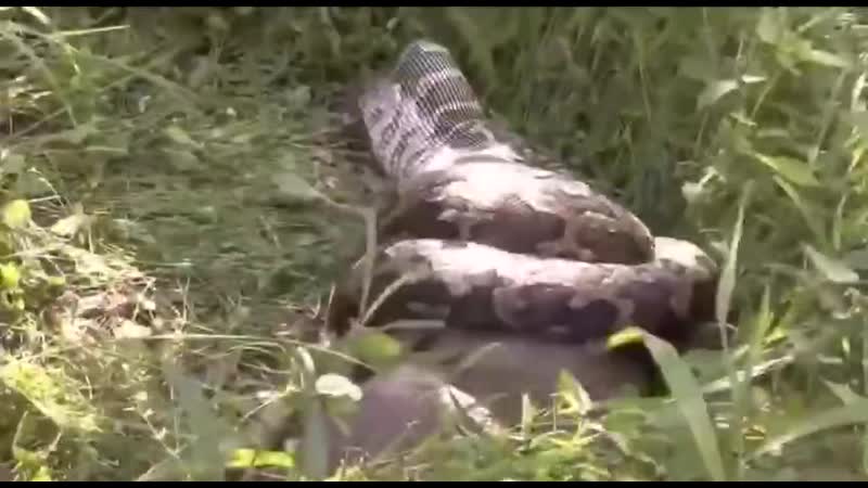 Питон целиком заглатывает газель несмотря на то, что эти змеи очень опасны, яда у них нет