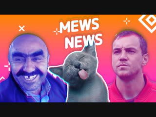 Mews news кот запугал медведя