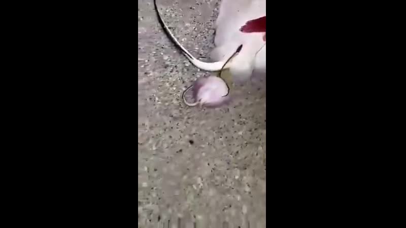 Принимают роды у ската