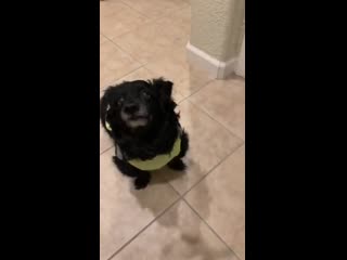 Tippy taps fоr his dеntal trеat