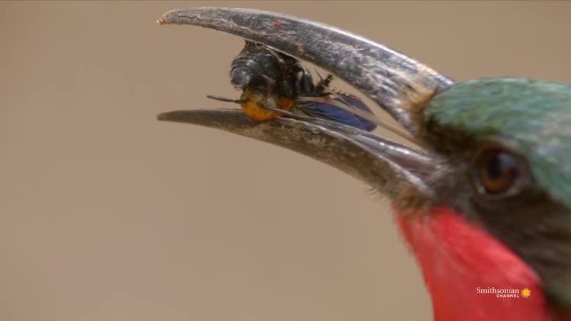 A hungry bird brutally separates a bee from its stinger