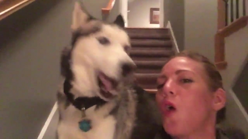 Хаски всегда поддержит