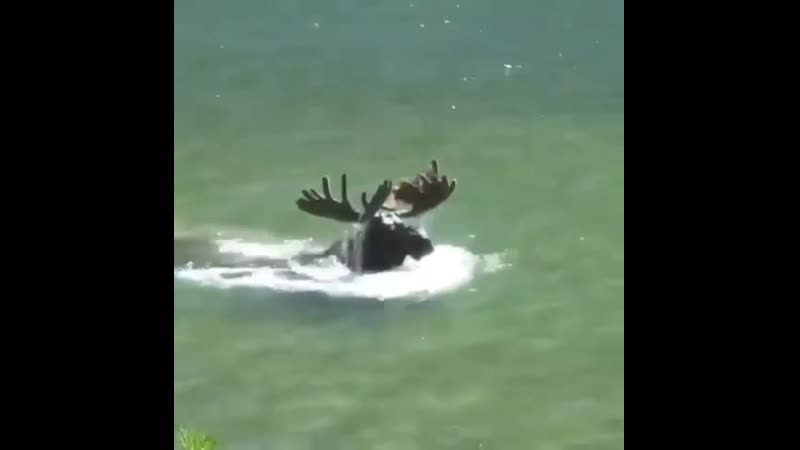 Оказывается, лоси могут нырять