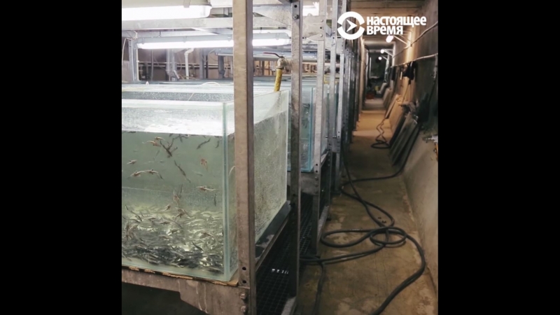 Как в латвии выращивают и "доят" осетровых