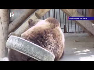 Омская медведица ежедневно делает зарядку