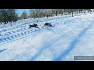 Дина и лэри hd 720p mp4