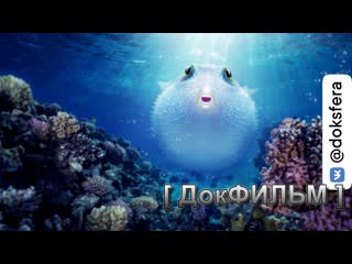 "чудеса кораллового рифа" / puff wonders of the reef (2021) [1080p] [ доксфера ]