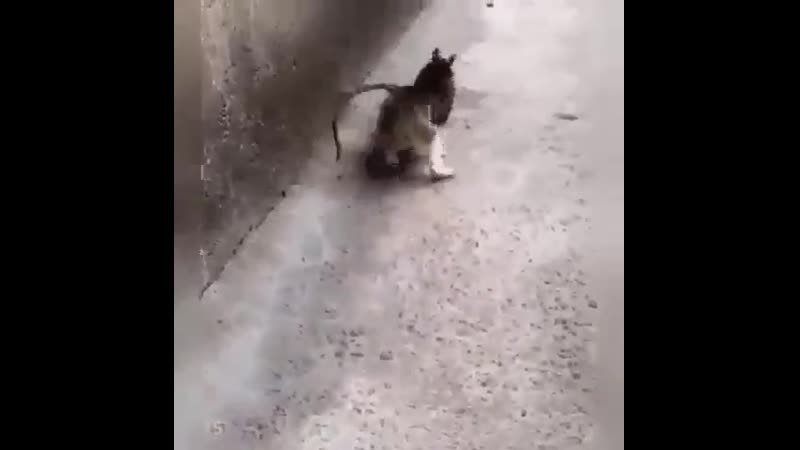 Бойцом рождаются!