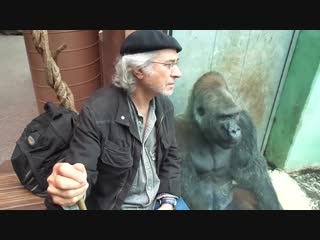 Gorilla silverback roututu meets his friend raymond hummy art sehnsucht desire