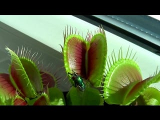 Венерина мухолоа (dionaea muscipula) ловит муху