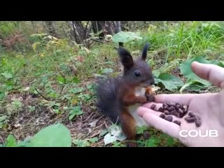 Squirrel’s 2020 ptsd flashback