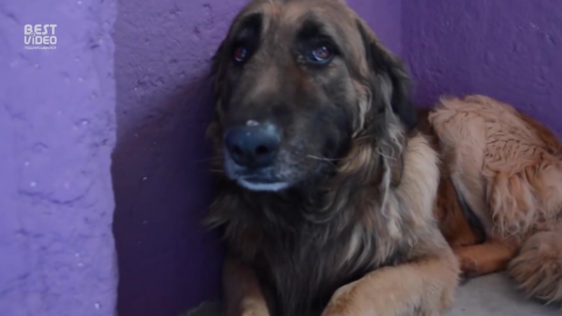 С молодые плохо обращались и она не знает, как реагировать на доброту и ласку