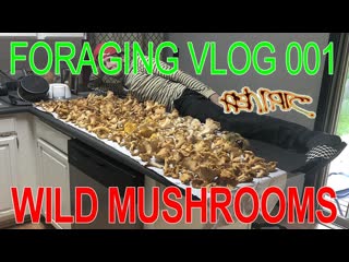 Autumn 2020 wild mushrooms (huge chanterelle haul) fish narc foraging vlog 001