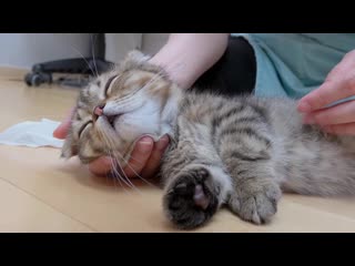 아기 고양이 루루 / baby kitty lulu