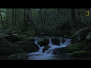 Watch fireflies glowing in sync to attract mates