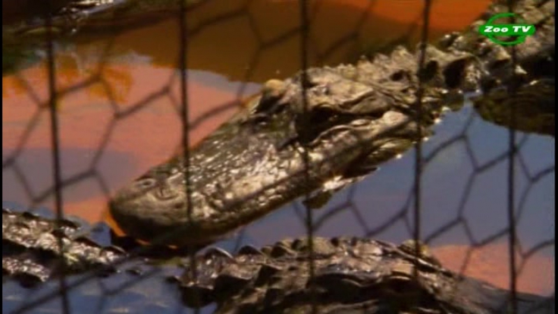 Потусторонний мир животныx 1 серия из 3 фатальная одержимость / porn underworld (2010)